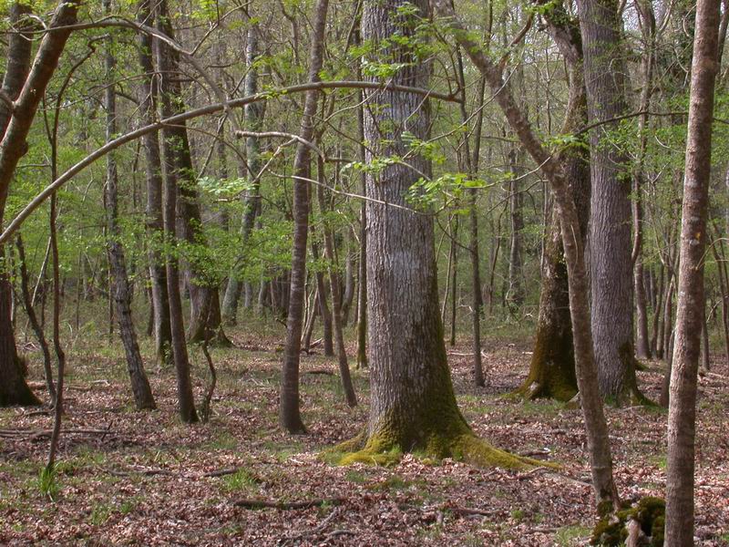 Mycoflora  toscana - Che grande soddisfazione....
